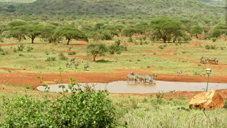 timelapse zebry w wodopoju w pobliżu schroniska kilaguni serena safari w parku narodowym tsavo west, kenia