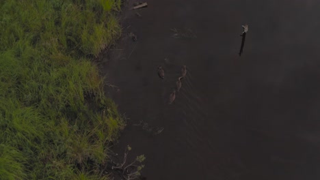 Female-mallard-and-three-young-ducks-swimming-along-river-together-tracking-aerial