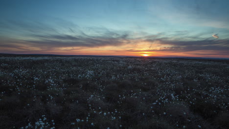 cotton grass sunset motion timelapse above danby dale, north york moors national park
