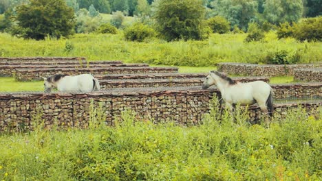 horses walking in the nature durning the summer