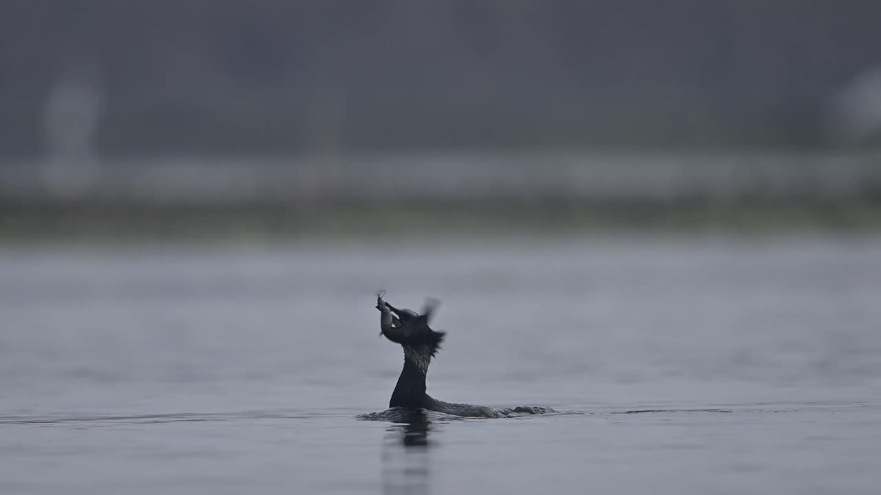 gran pesca de cormoranes en la mañana en un lago-3