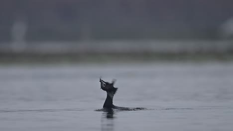 great cormorant fishing in morning in a lake-3