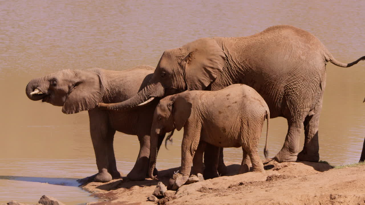 Sekawanan Gajah Semak Afrika minum dari kubangan air