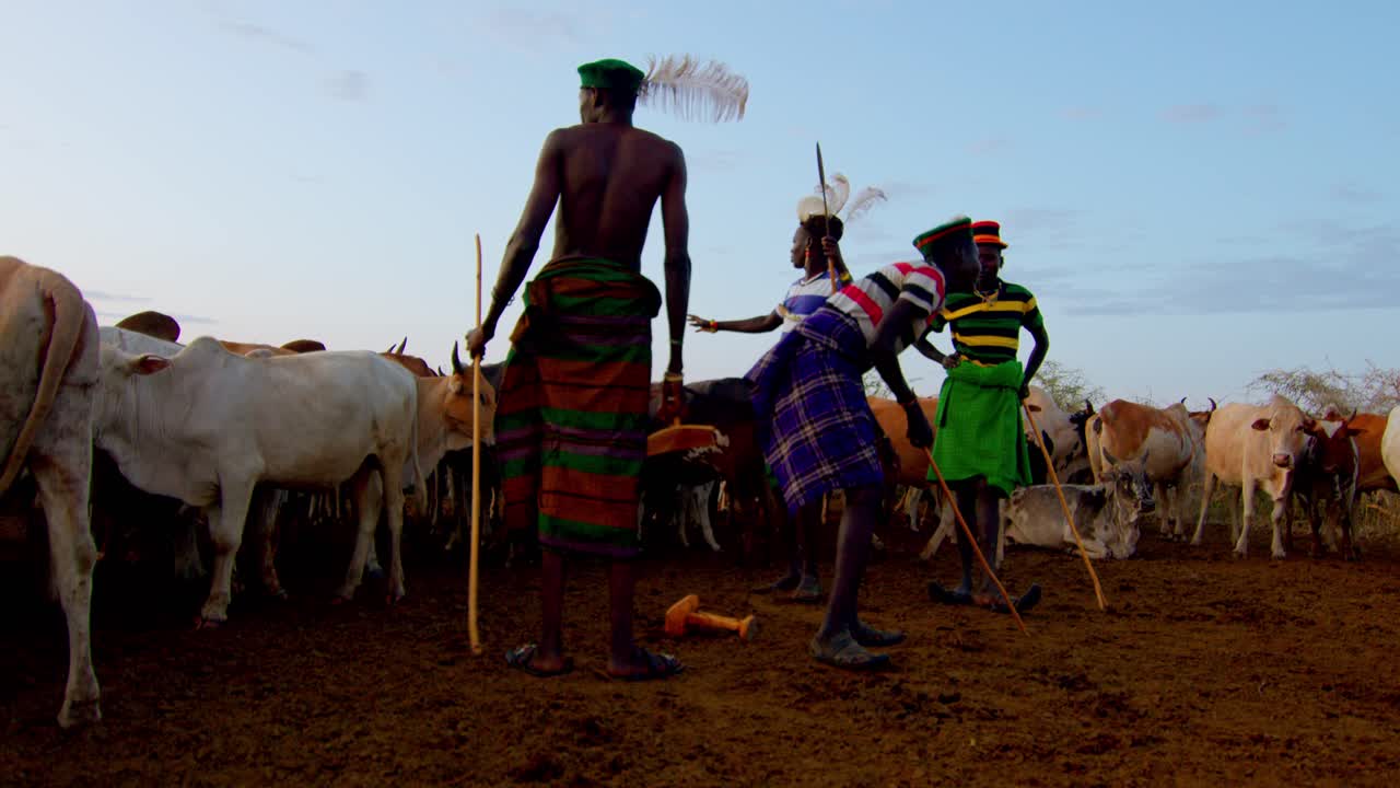 Karamojong Farmers Herding Their Cows In Uganda, Africa - Close Up