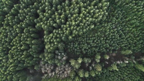 aerial flight looking straight down at dense douglas fir tree forest