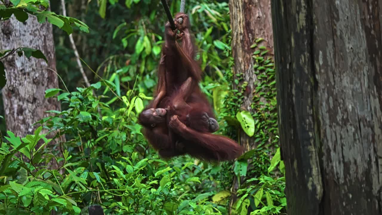 Orango femmina appesa a testa in giù a una corda nella giungla, stringendo il suo cucciolo attraverso la fitta foresta verde. Inquadratura statica.