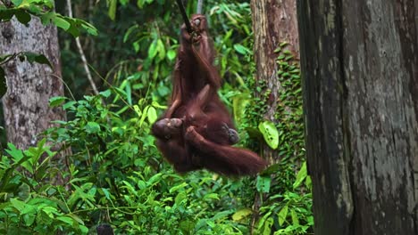 female orangutan hanging upside down from rope in jungle, clutching her baby through dense green forest. static shot