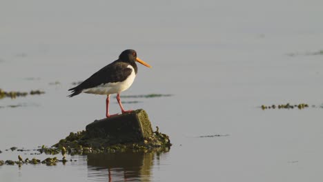 Pájaro-Ostrero-Posado-Sobre-Una-Roca-En-Aguas-Tranquilas-Mirando-A-Su-Alrededor