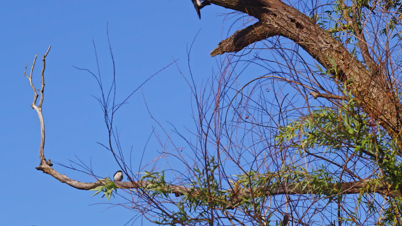 High-speed camera captures purple martins’ graceful mating flight patterns.