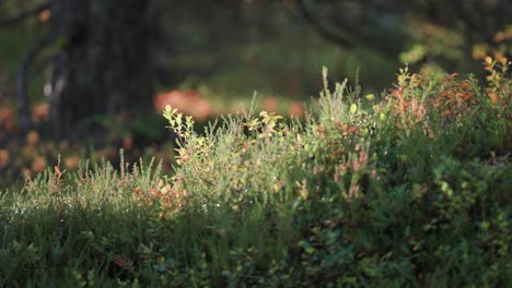 Lush-green-forest-undergrowth-lit-by-the-morning-sun