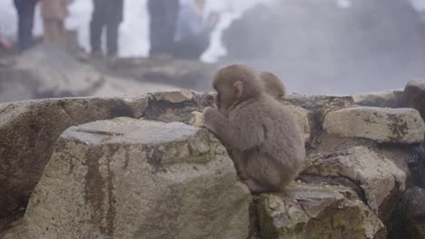 Jóvenes-Monos-De-Nieve-Buscan-Comida-Al-Borde-De-Aguas-Termales,-Japón