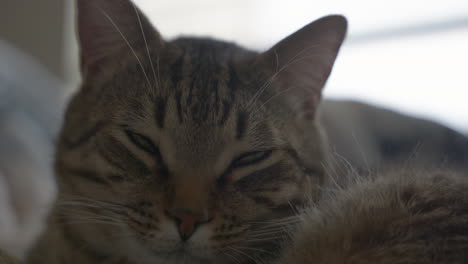 A-sleepy-cute-tabby-cat-closes-his-eyes-and-lies-down-to-sleep