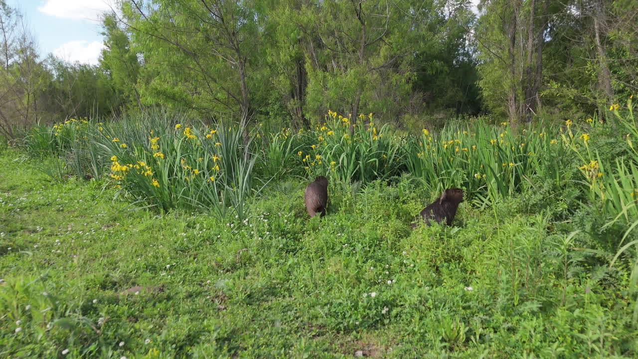 Wild Capybaras Among Vibrant Greenery subtropical forest in Argentina, Hydrochoerus hydrochaeris