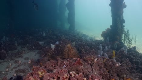 Pulpo-Maorí-Macroctopus-Propulsión-A-Chorro-Bajo-El-Agua-Y-Nadando-En-Lechos-De-Hierba-Marina-Y-Bajo-El-Muelle-4k-60fps