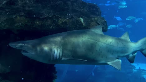 Tracking-shot-of-wild-bull-shark-floating-underwater-in-blue-ocean,-close-up-slow-motion