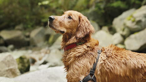 golden retriever puppy looking around by rocky river bank