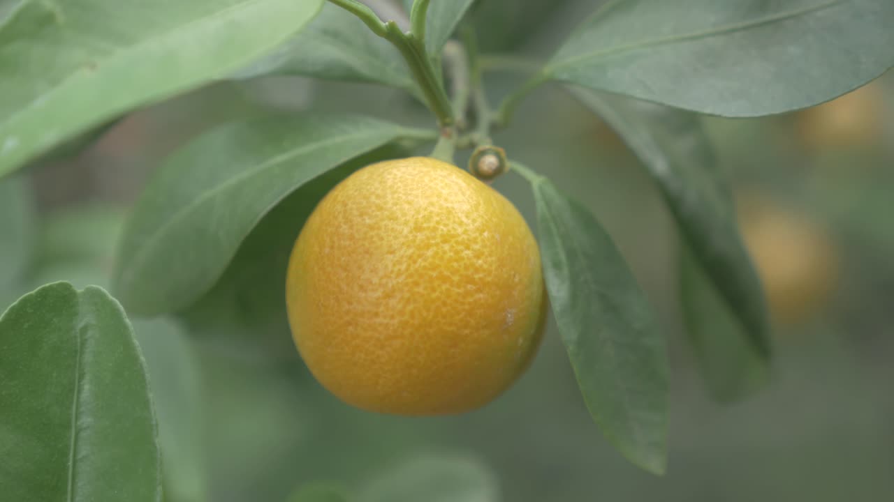 kumquats, cumquats heldige frugter i kinesisk kultur