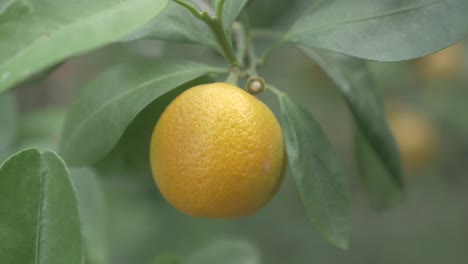 Kumquats,-Cumquats-Fruta-De-La-Suerte-En-La-Cultura-China