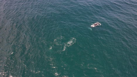 vista aérea de la ballena jorobada nadando y saliendo a la superficie sobre el océano azul profundo