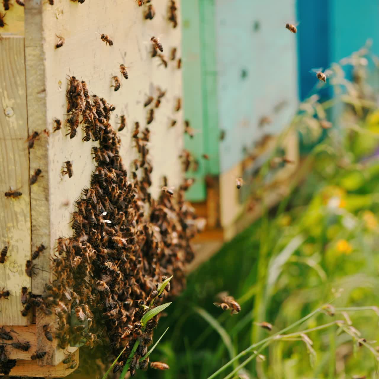 Bee brood stuck the bee hive. Lots of bees flying around the hive. Close up. Green grass at backdrop in blur