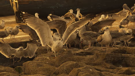 seagulls at the harbor