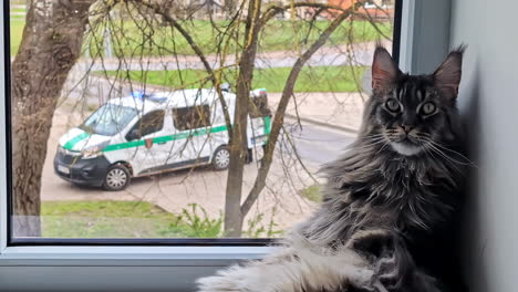 Maine-coon-cat-at-a-window-watching-an-ambulance-responding-to-an-emergency