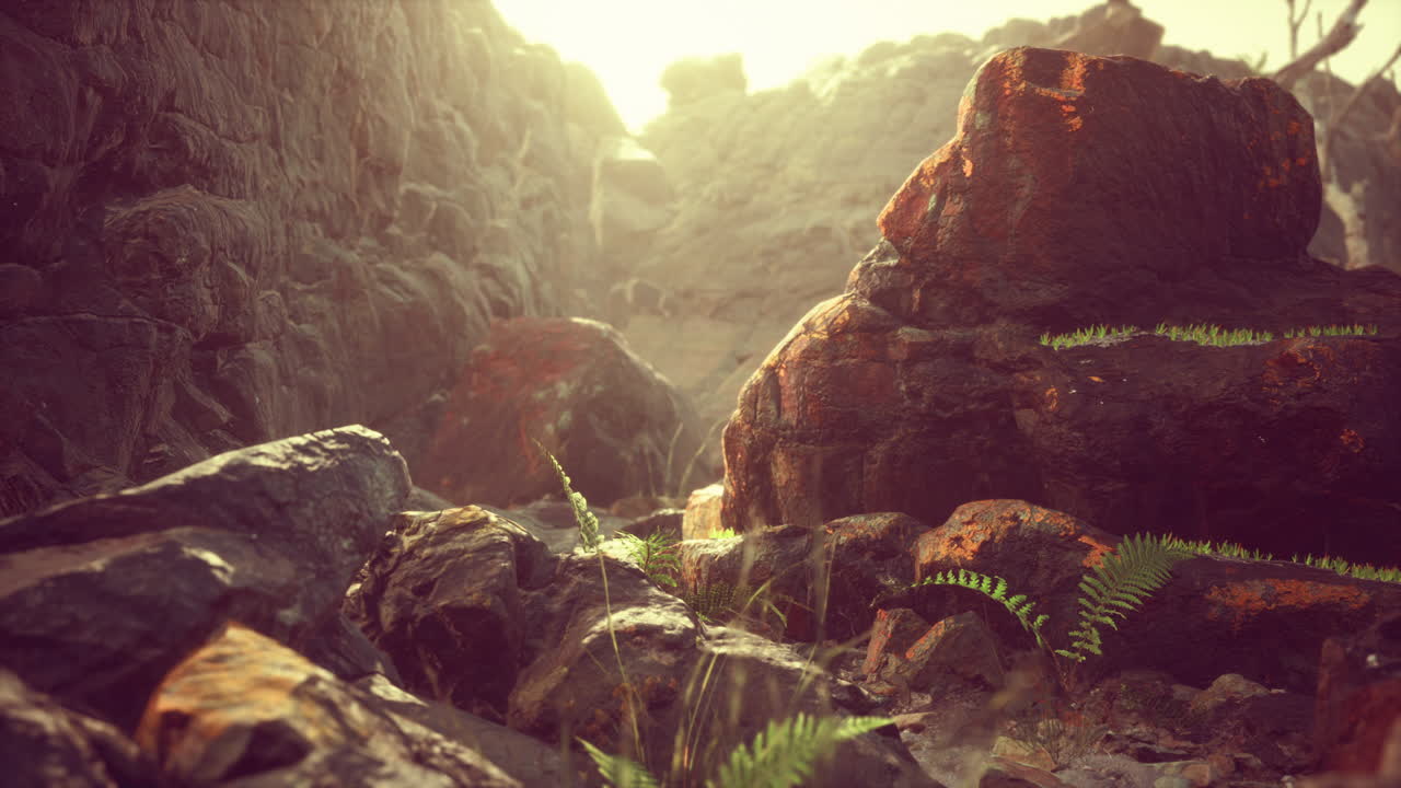 죽은 나무 와 식물 들 이 있는 용암 돌  ⁇