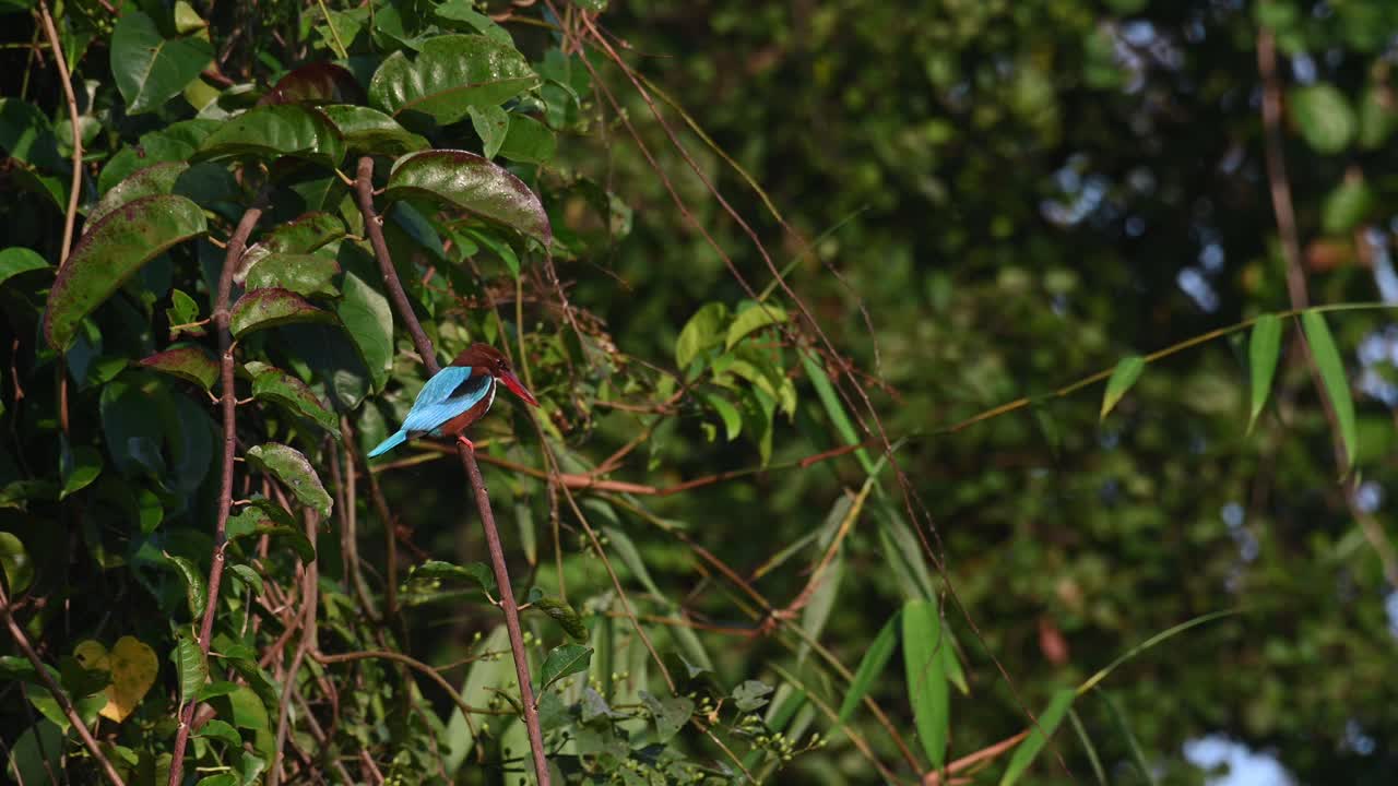 흰 목 물총새, halcyon smyrnensis, 4k 영상