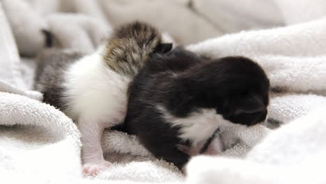 two 1-week-old kittens cuddle and crawl on top of each other on a white towel or blanket