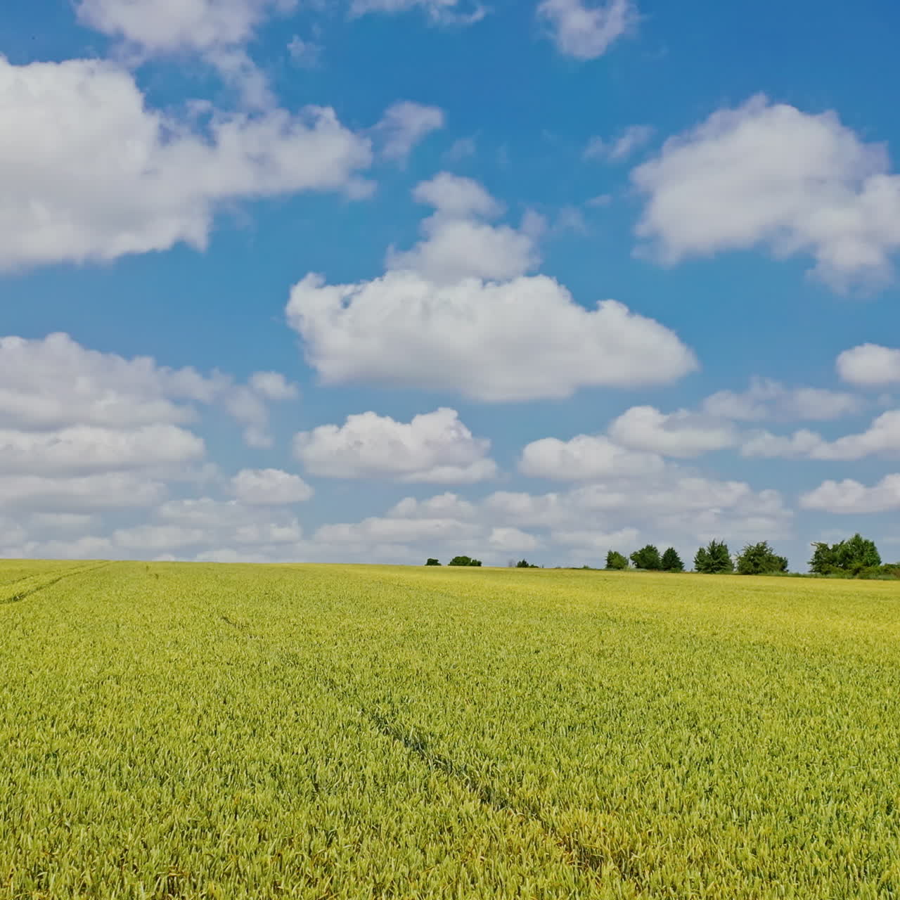 Flying over the green field in spring. Drone low view on the farmland of young agronomy herbs under the blue sky. Agriculture farming concept.