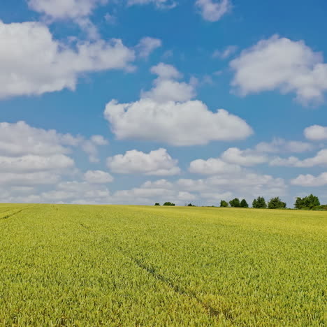 flying over the green field in spring. drone low view on the farmland of young agronomy herbs under the blue sky. agriculture farming concept.