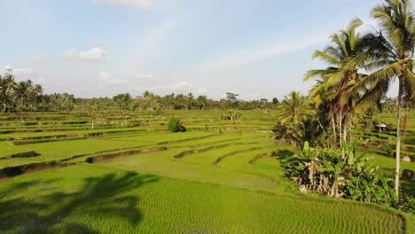 Drone-shot-of-a-rice-field-in-the-morning-in-Bali,-Indonesia