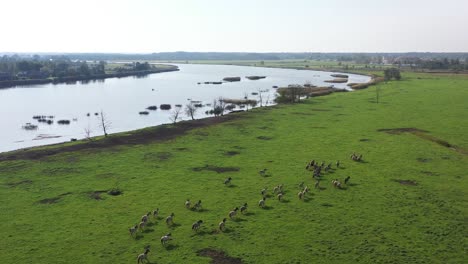 A-massive-group-of-horses-galloping-alongside-the-riverbank,-framed-by-a-stunning-meadow-in-full-bloom