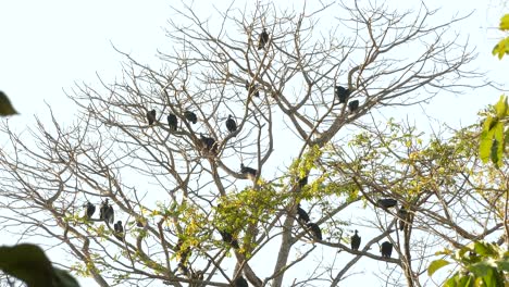 a committee of vultures gathered in tree on warm day