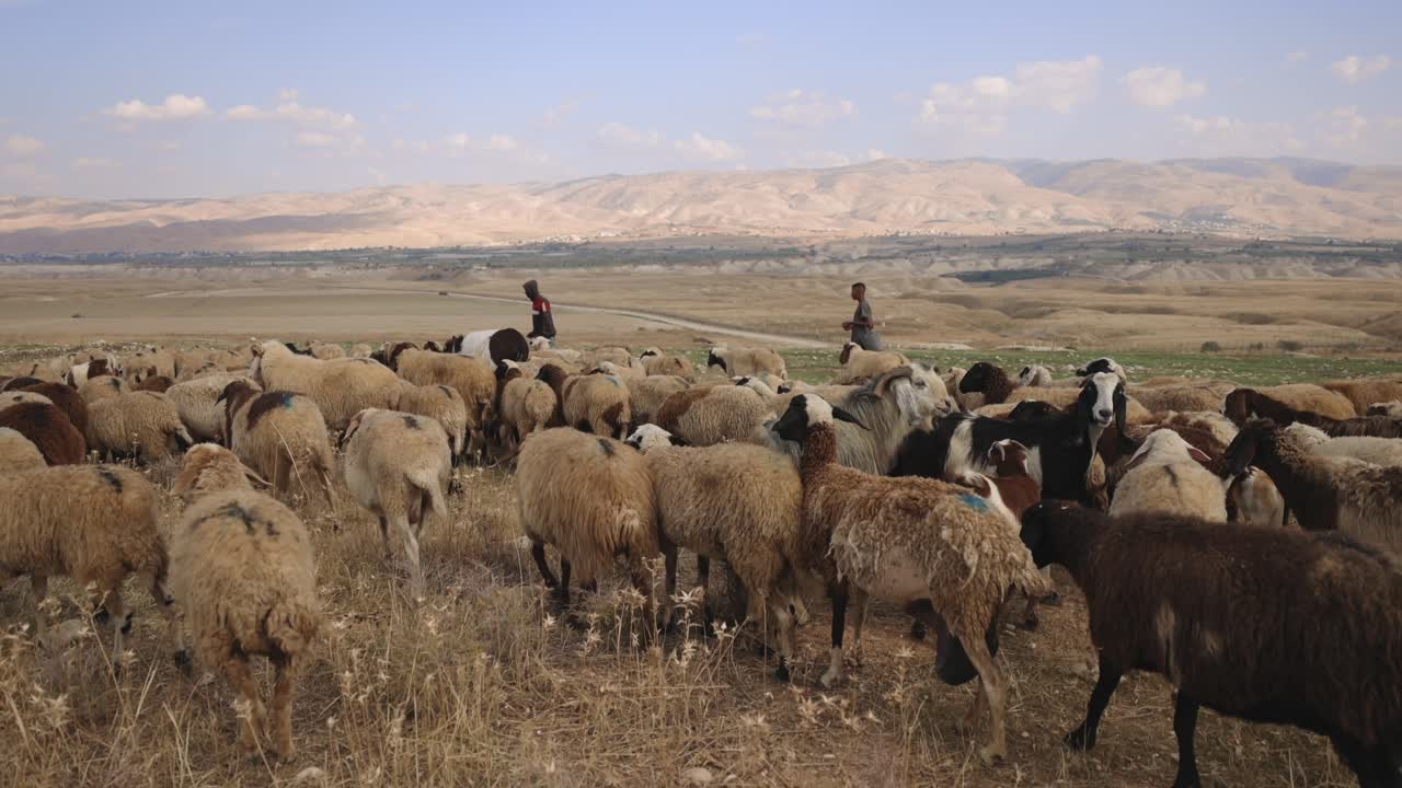 parábola de las ovejas y las cabras en israel