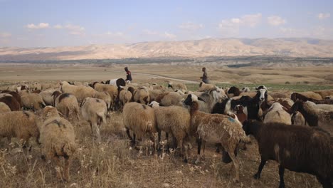 Gleichnis-Von-Schafen-Und-Ziegen-In-Israel