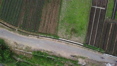 Ciclistas-Cruzando-La-Pequeña-Carretera-En-El-área-Del-Campo-De-Arroz