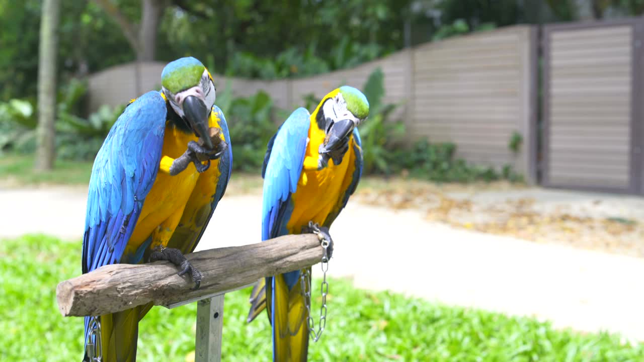 los loros se sientan en un soporte y comen nueces.