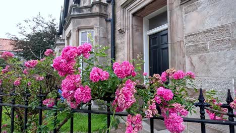 beautiful pink roses blooming near a stone building