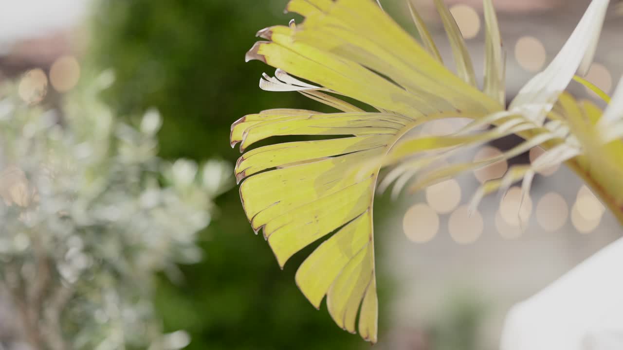 close up of yellow palm leaf with blurred lights and greenery in background