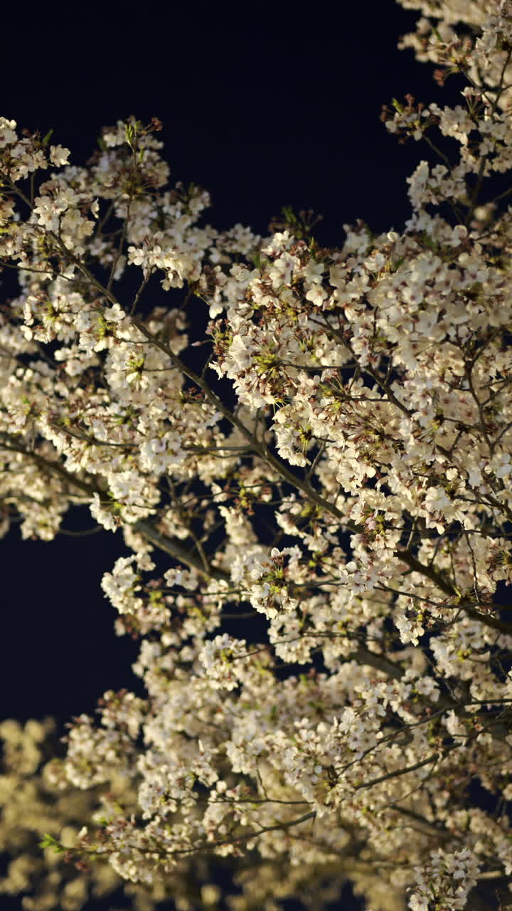 Blossoming cherry trees illuminated at night in Kyoto Japan during the cherry blossom season