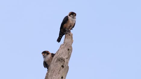 El-Falconet-De-Muslo-Negro-Es-Una-De-Las-Aves-Rapaces-Más-Pequeñas-Que-Se-Encuentran-En-Los-Bosques-De-Algunos-Países-De-Asia