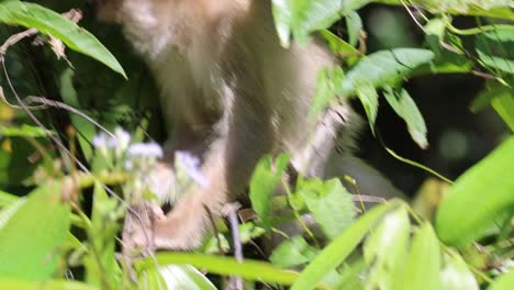 monkey eating and exploring among green leaves