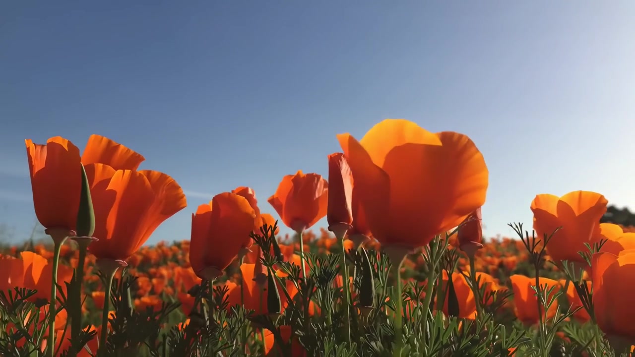 Vivaci papaveri della California in fiore in un campo soleggiato