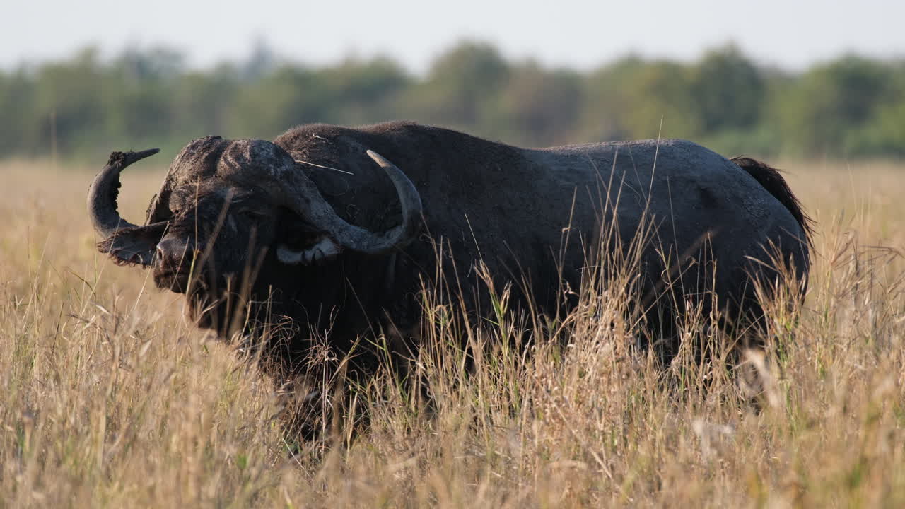 búfalos africanos alimentándose en su hábitat natural