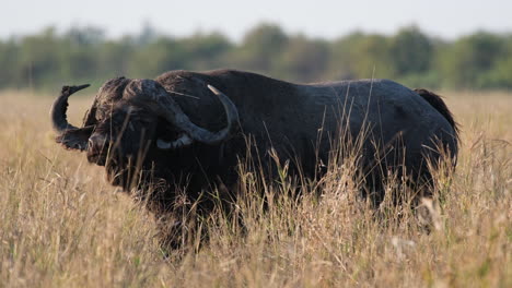 Búfalo-Africano-Alimentándose-En-Su-Hábitat-Natural.