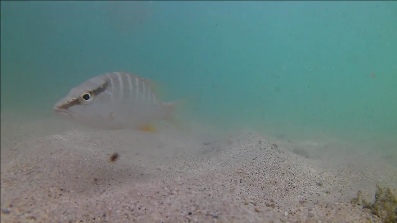 подводные кадры рыбы в голубых водах острова гренада в карибском море