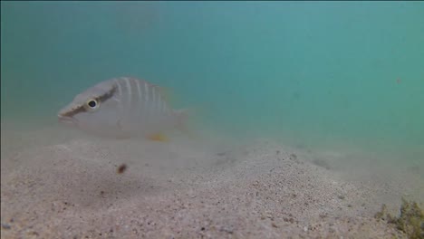 imágenes submarinas de un pez en las aguas azules de la isla de granada en el caribe