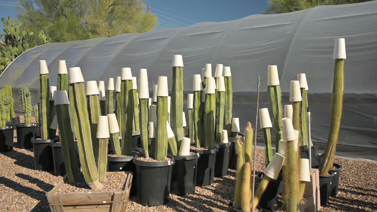 Cactus freeze protection, styrofoam cup cover cacti during cold winter days.