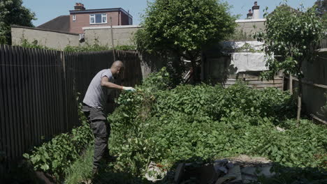 uk asian adult male clearing bindweed in back garden